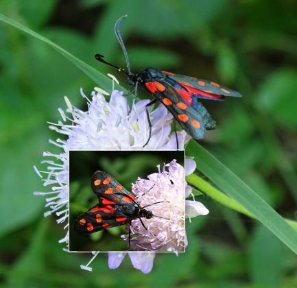 Zygaena transalpina hippocrepidis