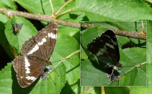 Réf. 209 687 : Limenitis camilla