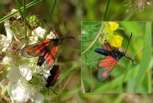 Zygaena romeo