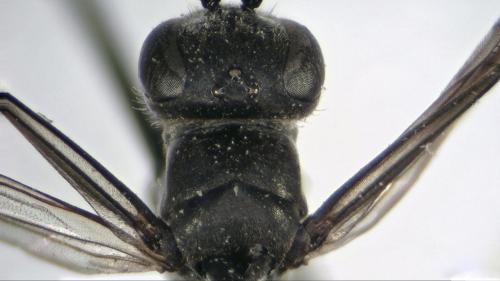 Réf. 209 817 : Arachnospila sp.