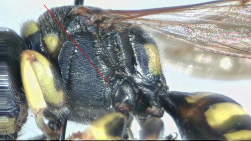 Ectemnius lituratus