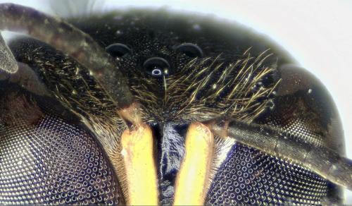 Ectemnius lituratus