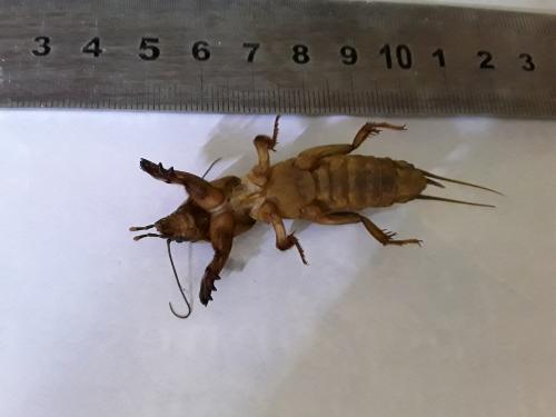 Gryllotalpa sp.