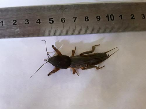 Gryllotalpa sp.