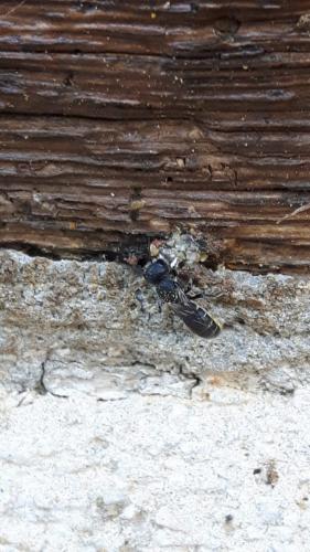 Heriades sp.