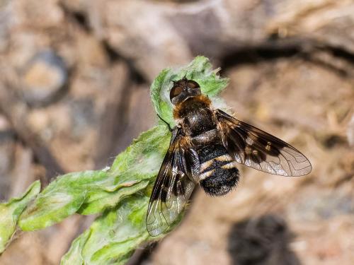 Thyridanthrax sp.