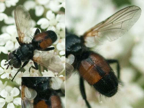 Réf. 209 934 : Besseria dimidiata