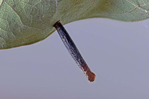 Coleophora hemerobiella