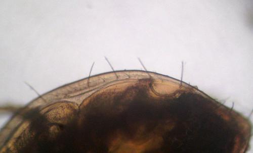 Cilliba sp.