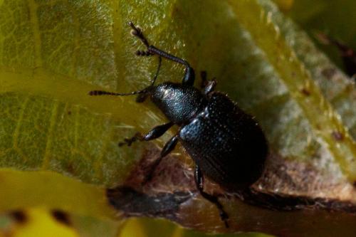 Neocoenorrhinus sp.