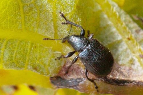 Neocoenorrhinus sp.