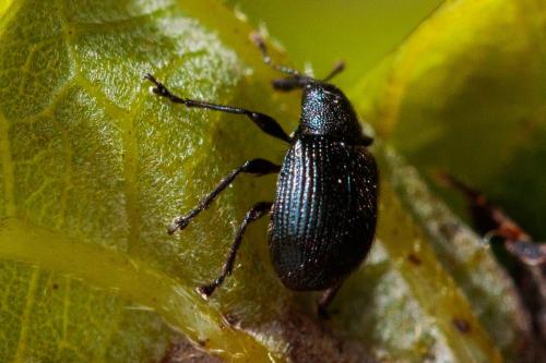 Réf. 209 241 : Neocoenorrhinus sp.