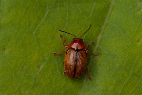 Réf. 209 246 : Cryptocephalus pusillus