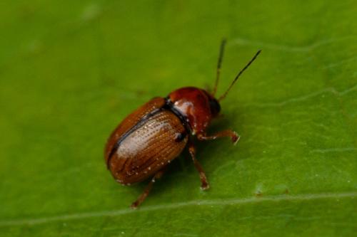 Réf. 209 245 : Cryptocephalus pusillus