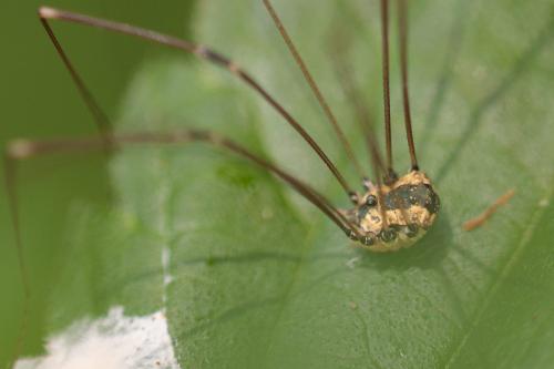 Réf. 209 016 : Leiobunum rotundum