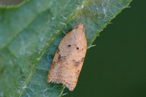 Acleris sp.