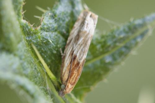 Réf. 209 423 : Eucosma sp.