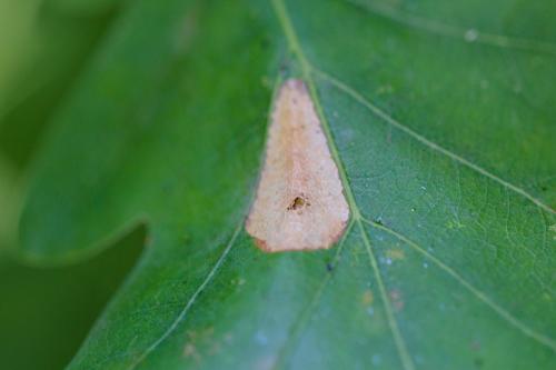 Réf. 209 067 : Phyllonorycter messaniella