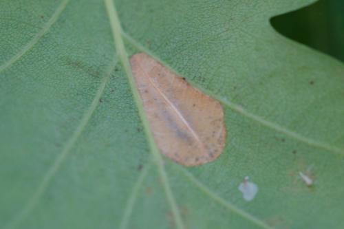 Phyllonorycter messaniella