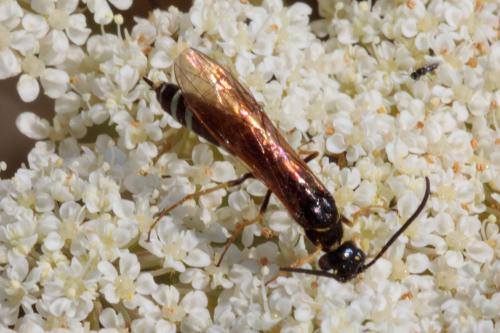 Cephus sp.