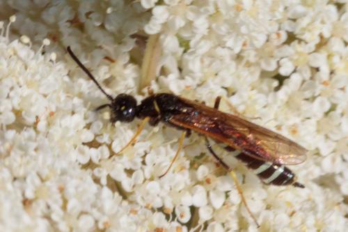 Cephus sp.