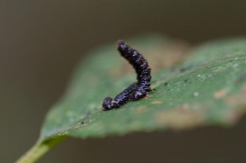 Agelastica alni