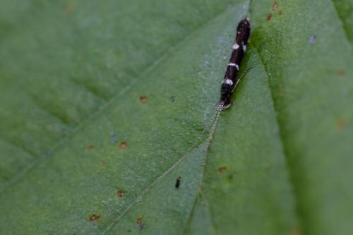 Réf. 209 197 : Leptocerus interruptus