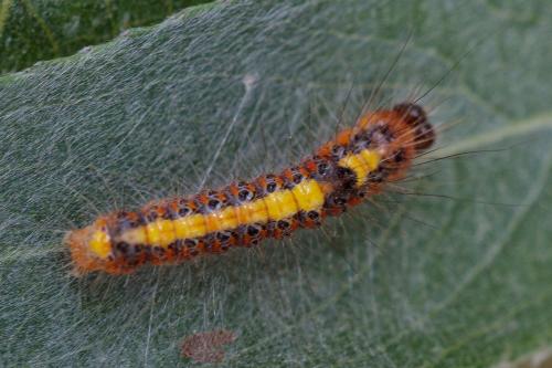 Réf. 209 654 : Acronicta psi
