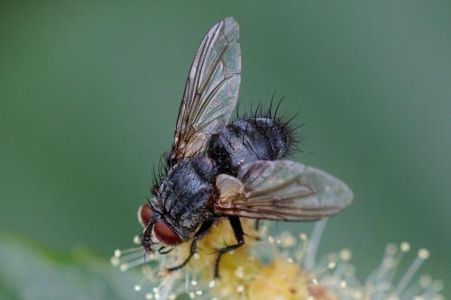 Panzeria sp.
