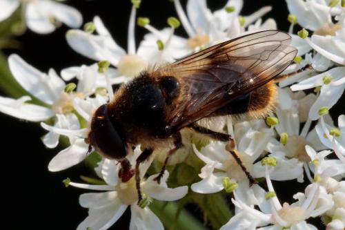 Cheilosia illustrata