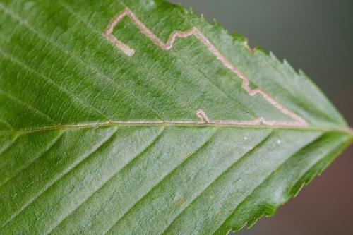 Stigmella microtheriella