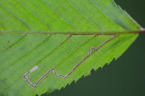 Stigmella microtheriella