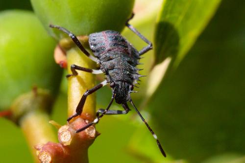 Réf. 209 671 : Halyomorpha halys