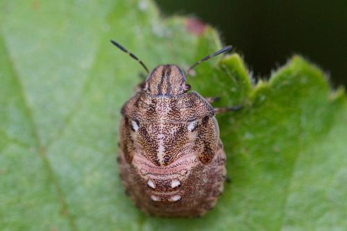 Réf. 209 884 : Eurygaster sp.