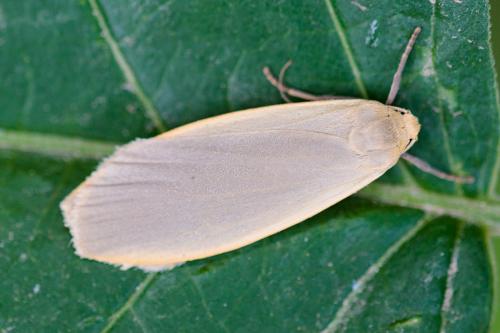 Eilema griseola