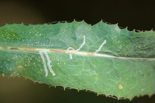 Réf. 209 997 : Ophiomyia cunctata