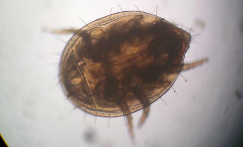 Réf. 209 957 : Cilliba sp.