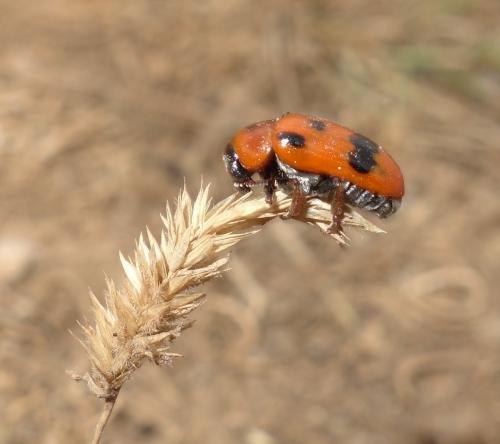 Réf. 209 142 : Clytra atraphaxidis