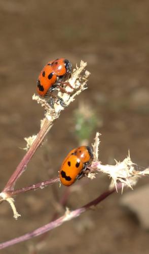Réf. 209 143 : Clytra atraphaxidis