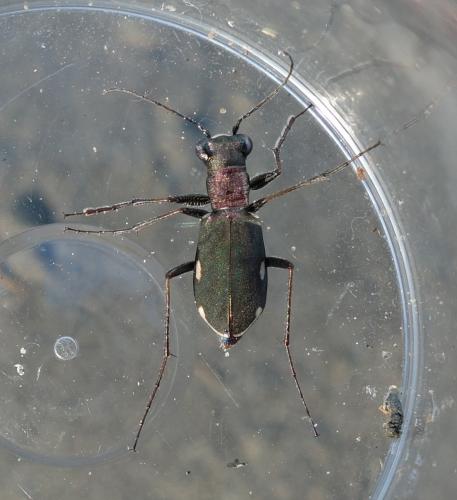 Réf. 209 233 : Cylindera germanica