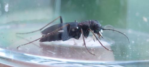 Réf. 209 234 : Cylindera germanica