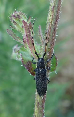Réf. 209 437 : Agapanthia dahli