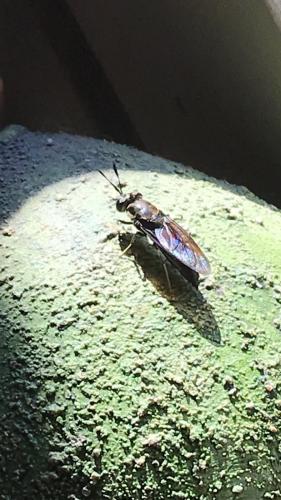 Hermetia illucens