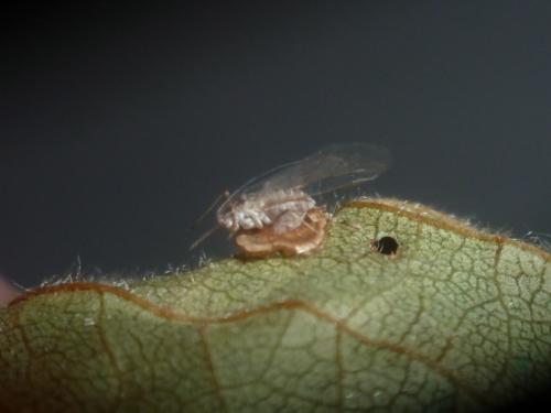 Réf. 209 341 : Dyscritulus planiceps