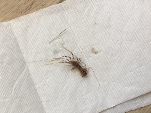 Réf. 209 643 : Scutigera coleoptrata