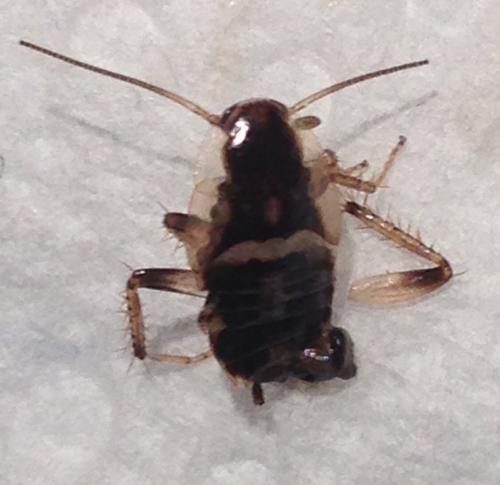 Planuncus vinzi