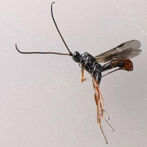 Réf. 209 814 : Orgilus sp.