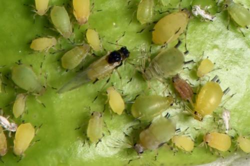 Réf. 209 570 : Aphis spiraecola
