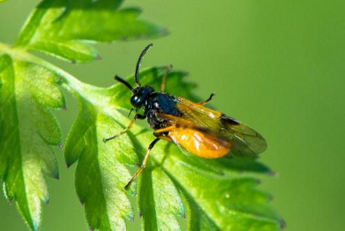 Arge cyanocrocea