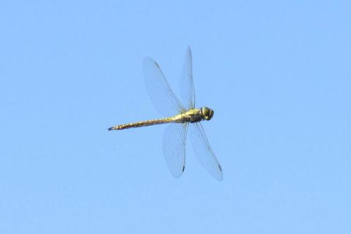 Réf. 209 688 : Aeshna affinis